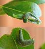 Xanthandrus comtus